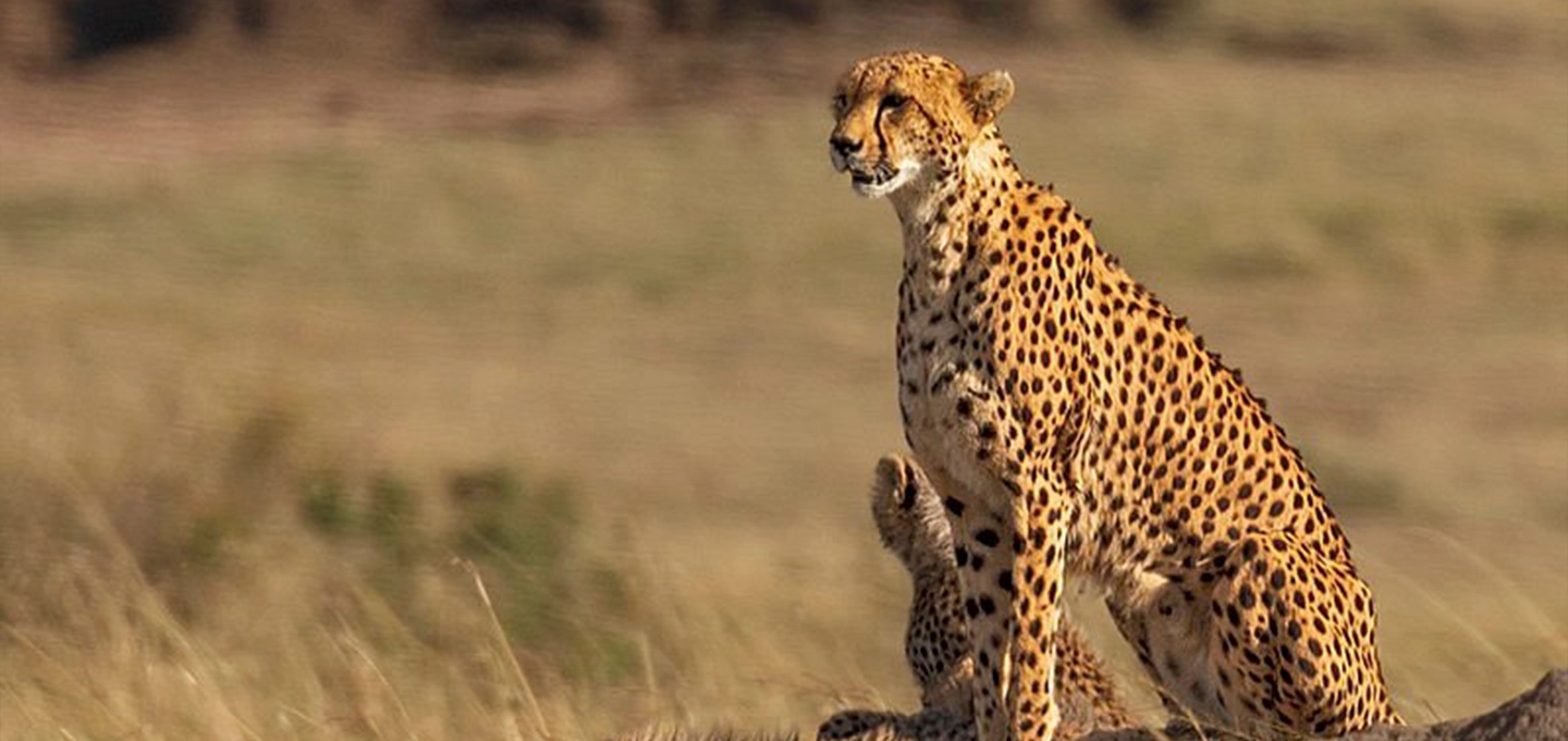 Experience unforgettable Masai Mara safaris in Kenya