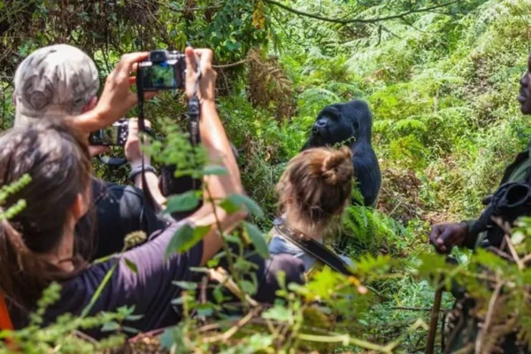 10 Days Uganda Gorilla Trekking & Maasai Mara Safari