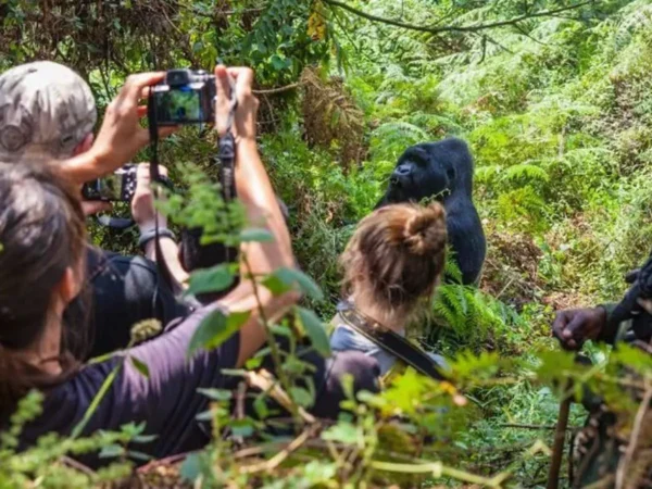 10 Days Uganda Gorilla Trekking & Maasai Mara Safari