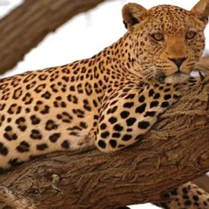 13-Day Luxury Tanzania Great Migration & Uganda Gorilla Safari