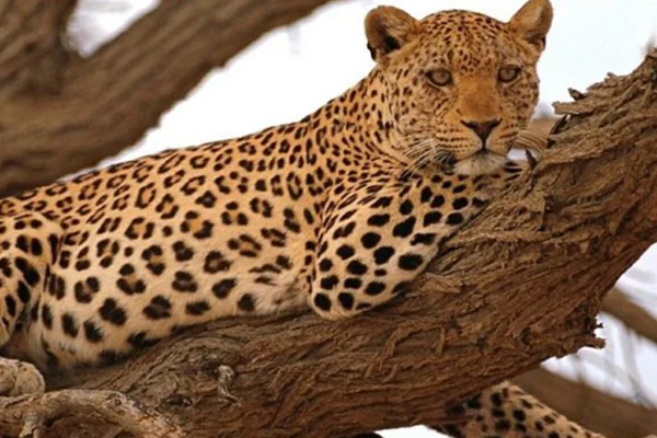 13-Day Luxury Tanzania Great Migration & Uganda Gorilla Safari