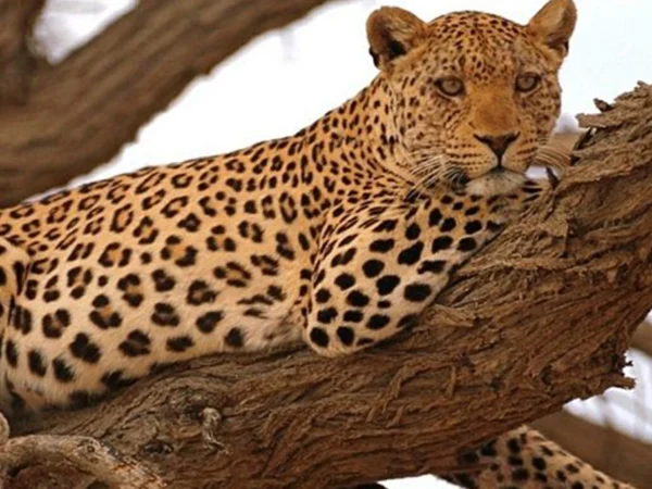 13-Day Luxury Tanzania Great Migration & Uganda Gorilla Safari