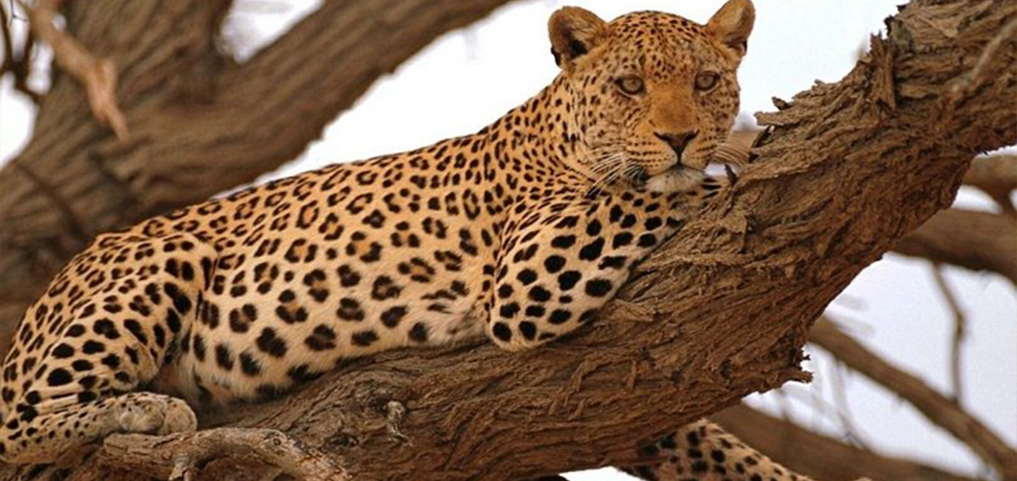 Luxury Tanzania Great Migration and Uganda Gorilla Safari featuring Serengeti, Ndutu and Bwindi.