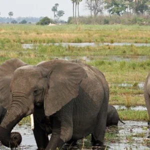 14 Days Botswana & Uganda Luxury Wildlife & Gorilla Safari