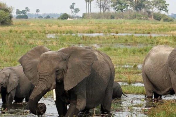 14 Days Botswana & Uganda Luxury Wildlife & Gorilla Safari