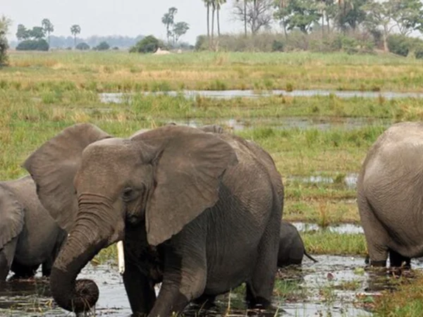 14 Days Botswana & Uganda Luxury Wildlife & Gorilla Safari