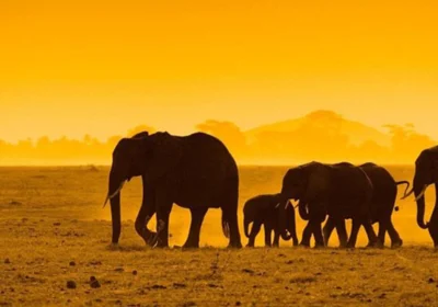 16 Days Botswana & Uganda Luxury Wildlife & Gorilla Safari