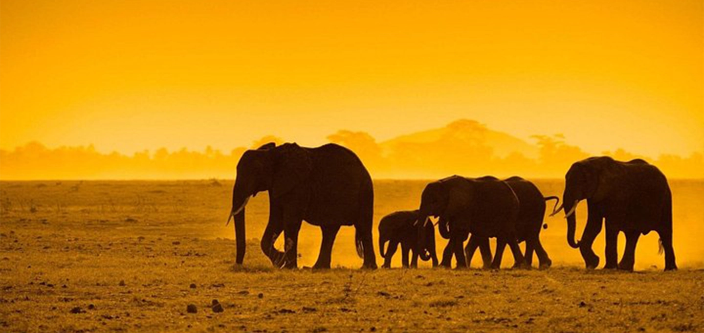 16 Days Botswana Uganda Luxury Safari with Wildlife and Gorilla Trekking