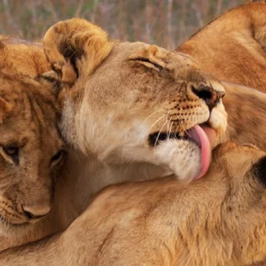 4 Days Masai Mara Luxury Safari with Private Game Drives