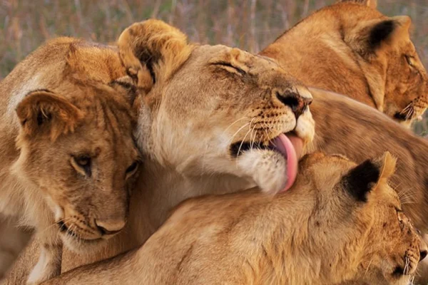 4 Days Masai Mara Luxury Safari with Private Game Drives