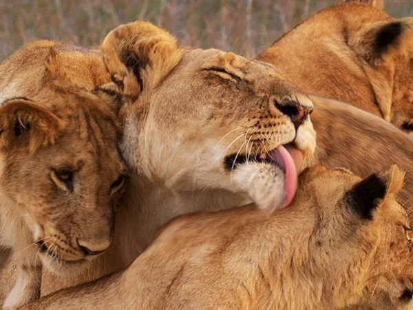 4 Days Masai Mara Luxury Safari with Private Game Drives