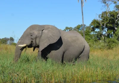 7 Days Botswana Okavango & Uganda Gorilla Safari