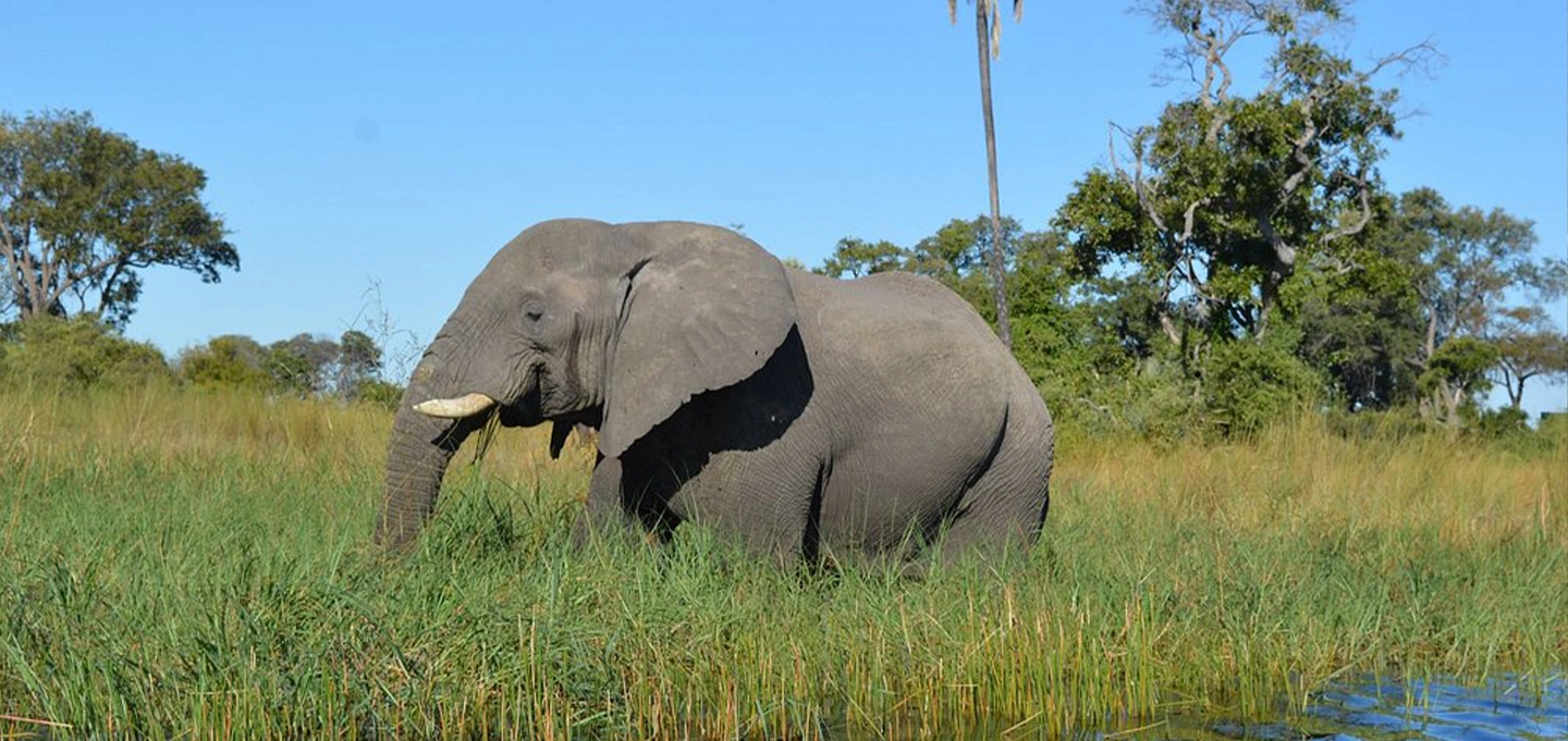 7 Days Botswana Okavango and Uganda Gorilla Safari