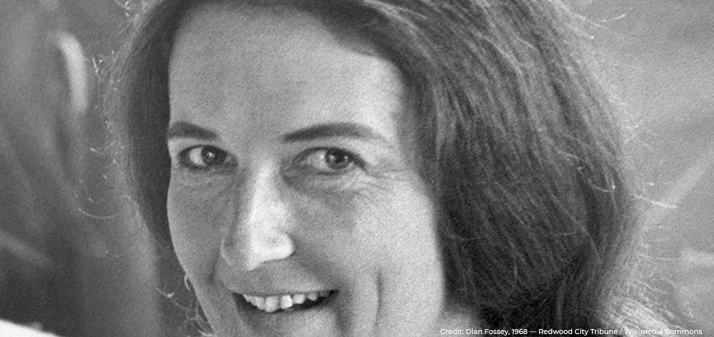 Dian Fossey pioneering mountain gorilla conservation