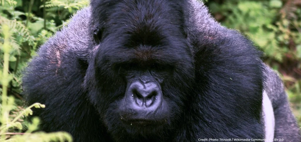 Mountain gorilla in Rwanda