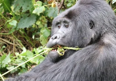 The Most Famous Gorillas in History