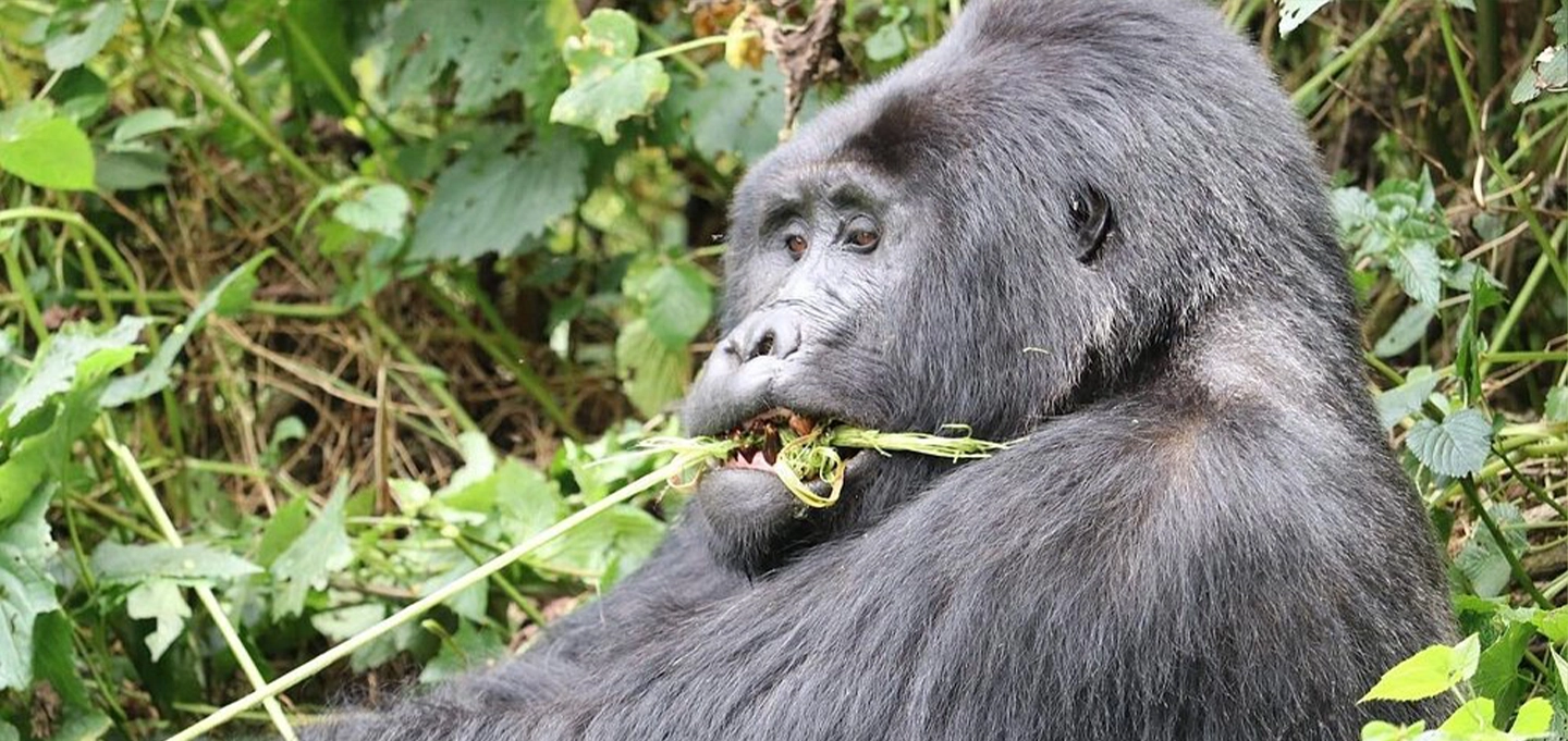 Most famous gorillas in history