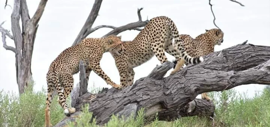 Moremi Game Reserve