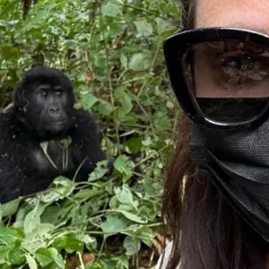 3 Days Bwindi Gorilla Trekking via Rwanda