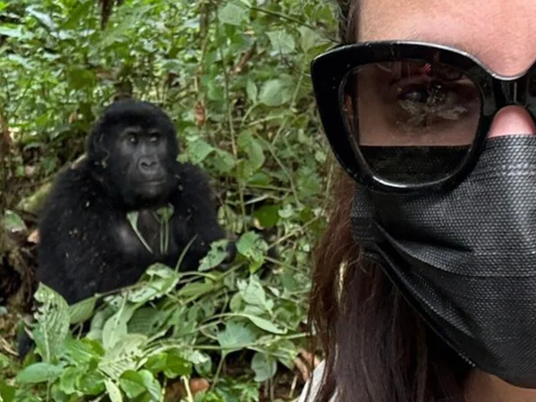 3 Days Bwindi Gorilla Trekking via Rwanda