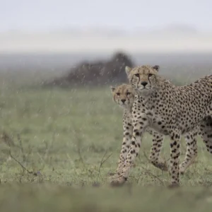 4 Day Kenya Wildlife & Maasai Mara Photography Safari