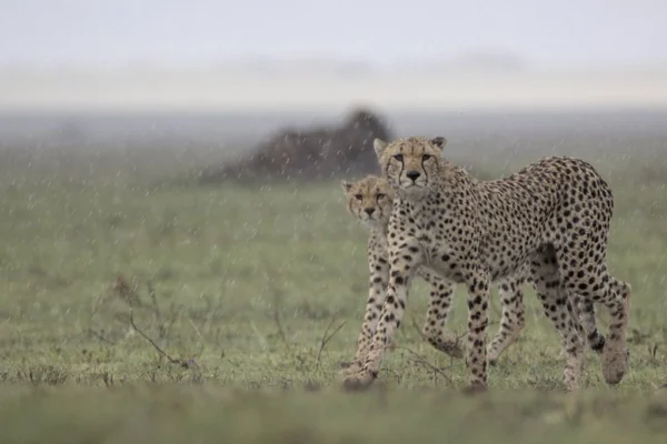 4 Day Kenya Wildlife & Maasai Mara Photography Safari
