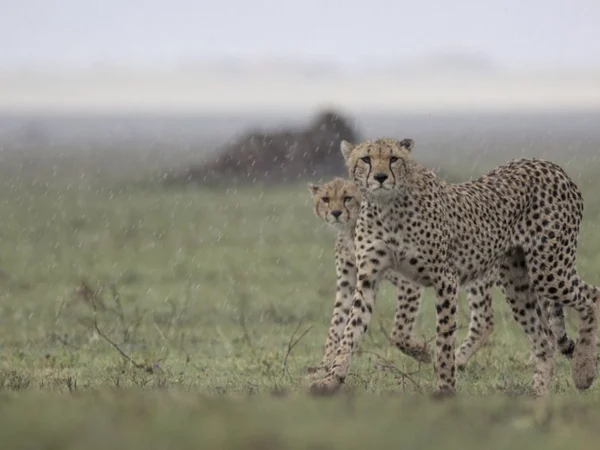 4 Day Kenya Wildlife & Maasai Mara Photography Safari