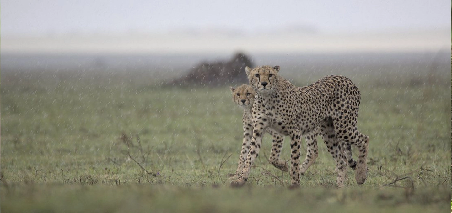 Discover Kenya's incredible wildlife on a private Maasai Mara and Lake Nakuru safari.