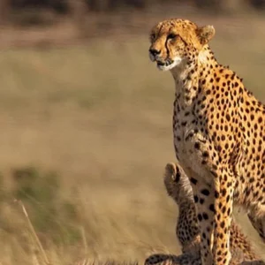 6 Day Best of Kenya Wildlife Private Safari