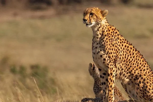 6 Day Best of Kenya Wildlife Private Safari