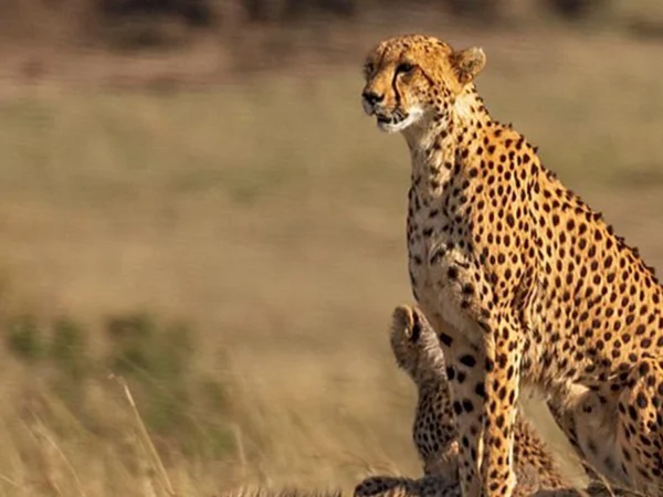 6 Day Best of Kenya Wildlife Private Safari